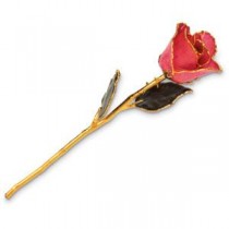 Lacquered Pink Rose with Gold Trim Lapel Pin in Gold Plated